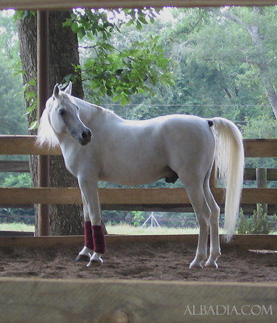 Al Adeed Al Shaqab ( Ansata Halim Shah x Sundar Alisayyah )